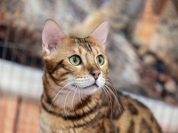 Выставка кошек редких и экзотических пород в ТРЦ «Июнь»